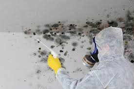 Best Black Mold Removal  in Nichols Hills, OK